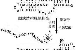 基于切割活性顺式结构脱氧核酶的荧光铜离子探针