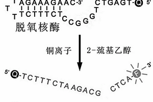 基于断裂活性脱氧核酶构成的荧光型铜离子传感器