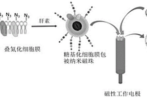 糖基化磁性类细胞识别受体的制备方法