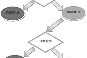 快速筛选鉴定猪链球菌的方法