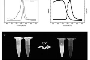 核壳型纳米二氧化硅荧光探针及其合成方法和应用