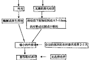 农杆菌介导的植物无选择基因转化及无选择标记基因转化方法