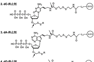 二硫键连接的可逆终止剂
