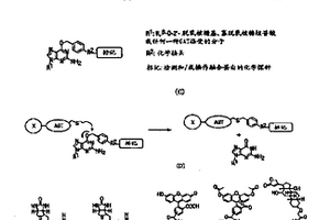 利用O6-烷基鸟嘌呤-DNA烷基转移酶的方法