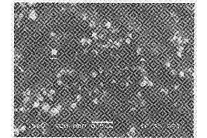 磁性荧光纳米微球及其制法和应用