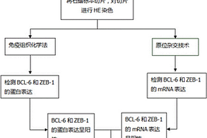 基于BCL-6和ZEB-1作为标记物预警乳腺癌转移的方法