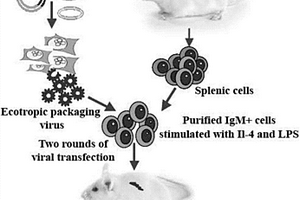 原发性多发性骨髓瘤小鼠模型构建方法及其应用