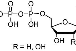 碱基修饰核苷酸的合成方法及其用途