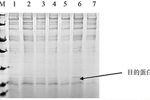 鸡蛋清溶菌酶基因（RJM）的克隆及其酵母表达方法