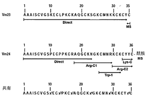 Vm23和Vm24,两种以高选择性阻断人类T淋巴细胞钾通道(Kv1.3亚型)并降低大鼠的体内DTH反应的蝎子肽