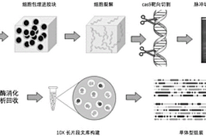 分离和富集以及从头组装MHC基因的方法