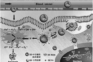 Vc介导肿瘤靶向活性氧自生成纳米载体、制备及其应用