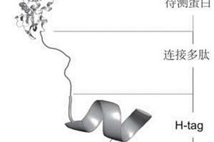 基于α螺旋把手提高蛋白核酸生物耦合效率的方法