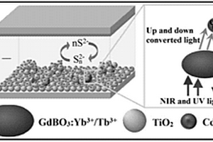 双向转光剂GdBO3 : Yb3+/Tb3+辅助的光阳极及其制备方法和应用