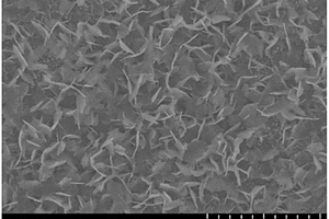 表面修饰硫掺杂二氧化钛纳米片的钛片、制备方法及其应用