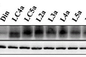 基于疏水标签技术的PD-L1蛋白降解剂及其应用