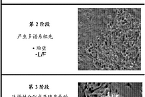 用iPS衍生的胰贝塔样细胞治疗糖尿病的方法和组合物