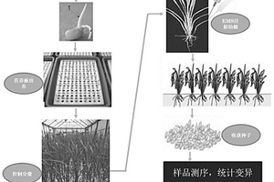 提高水稻性细胞基因组变异诱导效率的方法