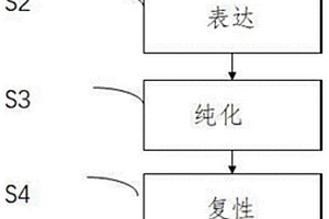 2019新型冠状病毒刺突蛋白受体结合结构域蛋白的制备方法