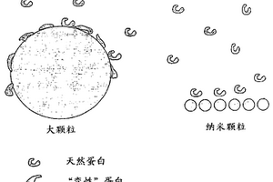 用于改善医用植入物生物相容性的纳米涂层