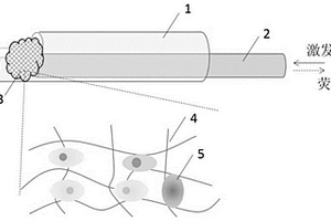 光纤生物传感探头及其制备方法