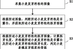 小麦麦穗发芽程度检测方法