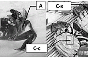 基于智能手机的中华绒螯蟹内部食用品质无损检测方法