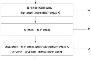 检测三维环境下细胞皮质层张力的方法