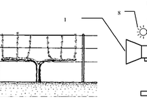 基于机器视觉的葡萄新梢生长速率测量系统