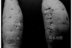测定药剂对甘薯薯块新鲜伤口保护作用的方法