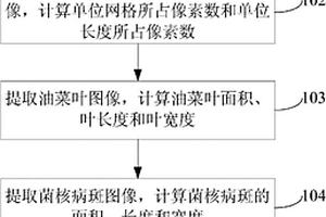 油菜叶片及菌核病斑形态同步测量的方法、装置及系统