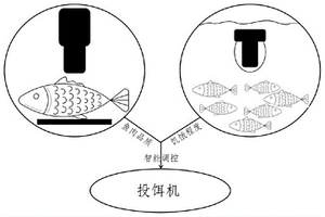 基于水下成像与高光谱技术的石斑鱼精准投饵及调控方法