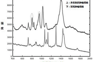 基于拉曼光谱的多药耐药肿瘤细胞鉴定方法