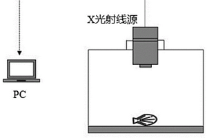 快速的活体无损检测和评价贝类肌肉量的方法