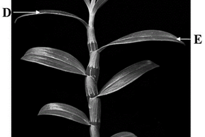 春石斛假鳞茎成熟度的无损检测方法与应用
