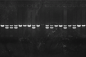 无损鉴定单性态禽类早期性别的PCR方法