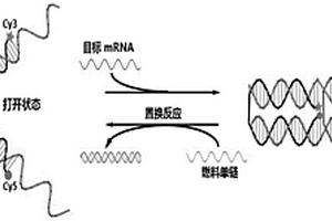基于非天然核酸纳米镊子的特异性检测技术在活细胞mRNA检测中的检测方法及其应用