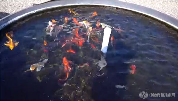 加州大学戴维斯分校水生生物学和水产养殖中心的一缸锦鲤正在游泳
