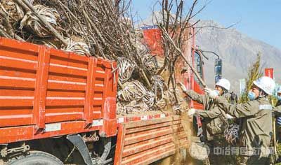 石嘴山市参加春季义务植树的单位员工在搬运树苗