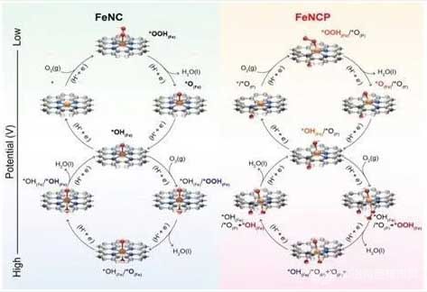 燃料电池非贵金属催化剂获得突破