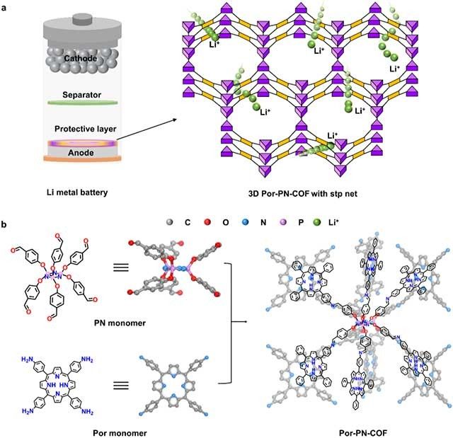 具有密集亲锂位点的三维共价有机框架保护层助力高性能锂金属电池