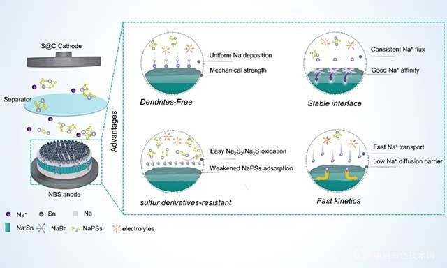 工程化钠金属负极：应对钠硫电池中硫衍生物挑战