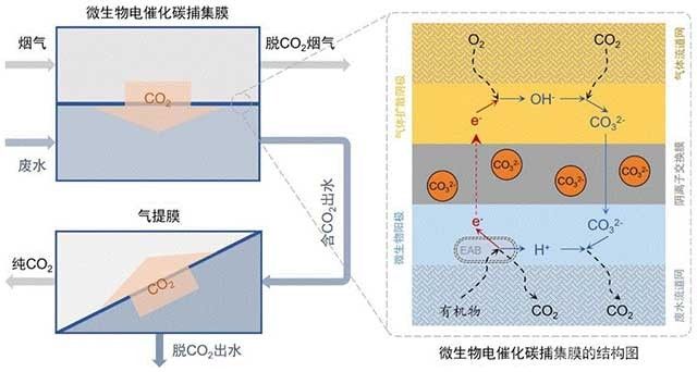 微生物电催化碳捕集膜及其制备方法与应用