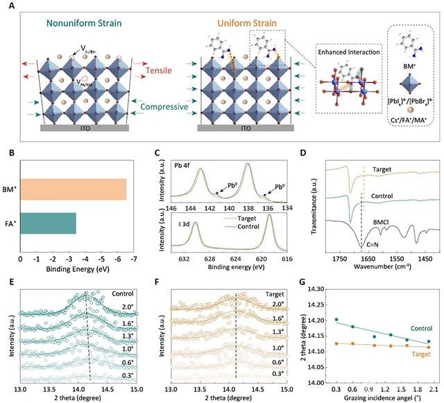 南大朱鹏臣/朱嘉&港理工殷骏&大连理工王敏焕合作Joule|增强晶格相互作用实现应变均质化以构筑高效稳定的四端钙钛矿/硅太阳电池